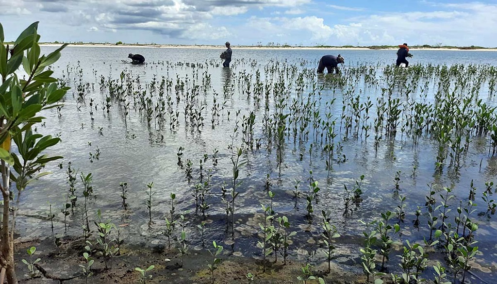 4 Menschen pflanzen Mangroven im Wasser
