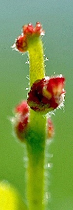 Rotgrüne Blüte der Bach-Blüten-Essenz Oak