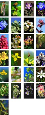 Detail aus Bachblüten-Fotoübersicht A4