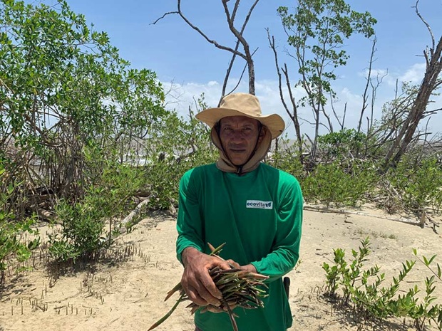 Mann an der Küste mit Mangroven-Setzlingen in der Hand