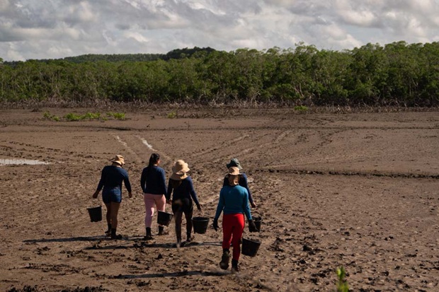 Baumpflanzer an Küste Nordost Brasiliens unterwegs