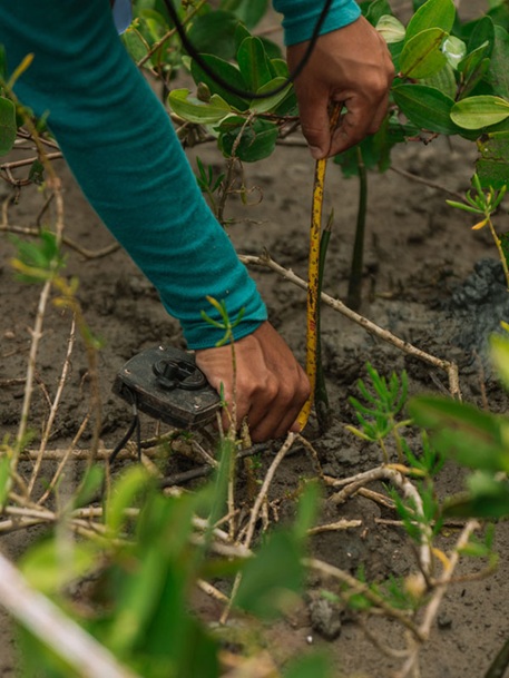 Hände stecken einen Mangroven-Setzling in den Boden