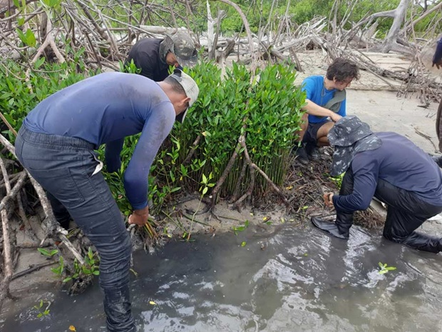 Baumpflanzer setzen Mangroven-Setzlinge ins Strandwasser