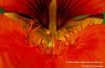 Zentrum einer roten Blüte der Kapuzinerkresse