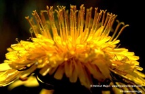 Gelbe Blütenstempel von der Seite von Löwenzahn-Blüte