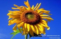 Gelbe Blüte der Sonnenblume in blauem Himmel