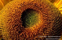 Gelbbrauner Kranz aus Samen der Sonnenblume