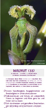 Grüne Blüte von Walnut mit Text ihrer energetischen Qualitäten